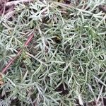 Artemisia campestris Folha