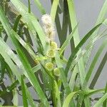 Sparganium emersum Fula