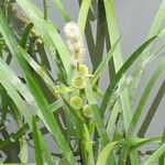 Sparganium emersum Flower