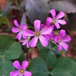 Oxalis debilis फूल