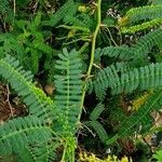 Prosopis juliflora Leaf