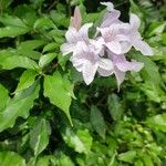 Mackaya bella Virág