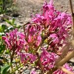 Valeriana lecoqii Blüte