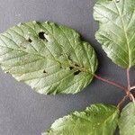 Rubus questieri Blad