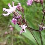 Silene flos-cuculi Flor