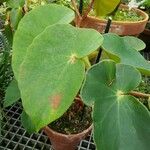 Begonia sanguinea 形態