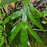 Phymatosorus scolopendria 叶