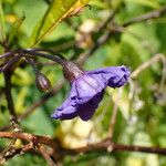 Solanum nudum Flower