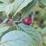 Cotoneaster obscurus Other