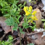 Corydalis flavula Habit