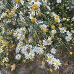Boltonia asteroides Blomst