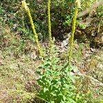 Digitalis lutea Habitatea