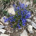 Polygala alpina Fleur