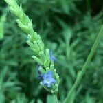 Lavandula spp. Hábito