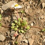 Bellium bellidioides Habitus