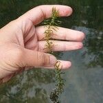 Elodea nuttallii Hoja