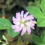 Trifolium resupinatum Квітка