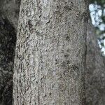 Cordia africana Écorce