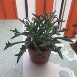 Senecio kleiniiformis (Leaf)