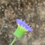 Crassocephalum rubens Kvet