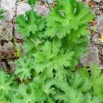 Geranium ibericum Yaprak