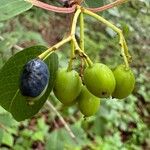 Viburnum prunifolium Плод