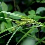 Carex frankii Fruit