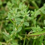 Polygonum plebeium Plante entière