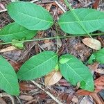 Passiflora laurifolia পাতা