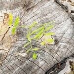 Vicia americana Blad