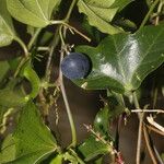 Passiflora obtusifolia Fruit