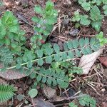 Astragalus hamosus Leaf