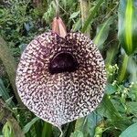 Aristolochia grandiflora 花