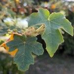 Fremontodendron mexicanum Leaf