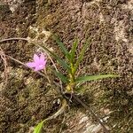 Dimerandra emarginata Flower