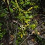 Didymocheton canalensis Blomst