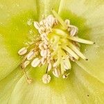 Helleborus niger Egyéb