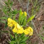 Oenothera biennis Blomma