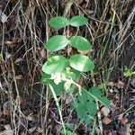 Lathyrus ochroleucus Hoja