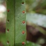 Goniophlebium subauriculatum Leaf