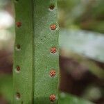 Goniophlebium subauriculatum Blatt