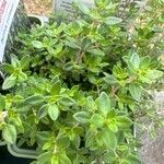 Thymus × citriodorus Leaf