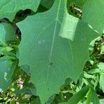 Smallanthus uvedalia Leaf