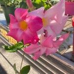 Mandevilla laxaFlower