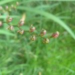 Crocosmia × crocosmiifloraПлод