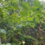 Fallopia japonica Kvet
