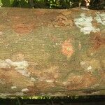 Lecythis idatimon Bark