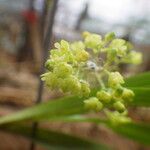 Polystachya fusiformis Flower