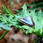 Dracunculus vulgaris Ліст