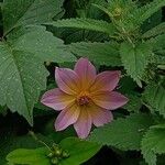 Dahlia tenuicaulis 花